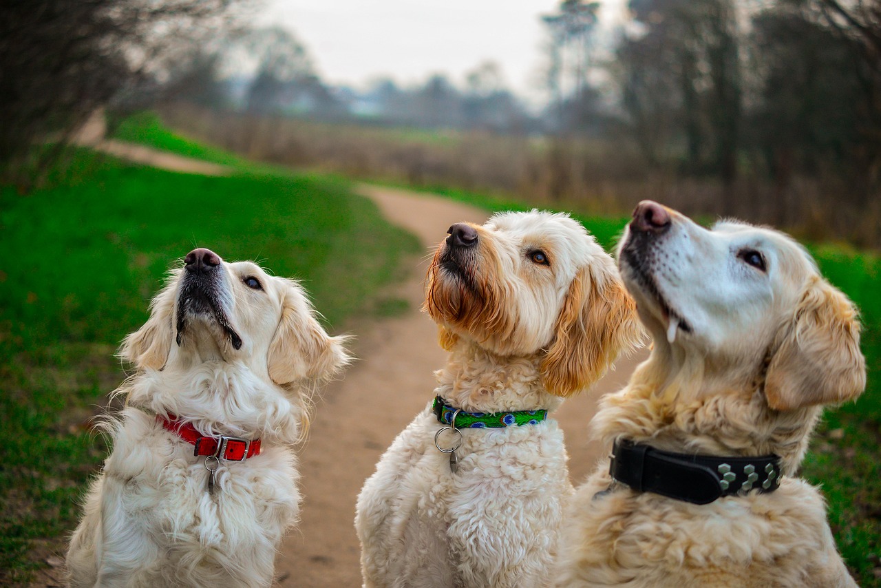 golden retriever, golden doodle, sit, treat, dogs, golden doodle, golden doodle, golden doodle, golden doodle, golden doodle