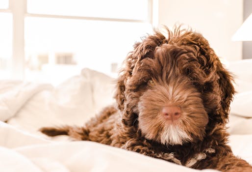 Cute brown puppy resting on a cozy bed, featuring fluffy fur and a calm expression.